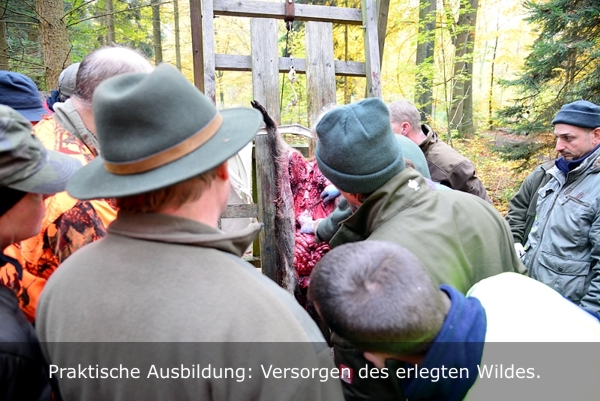 Teilnehmer des Jägerlehrgangs beim Versorgen von Schwarzwild.