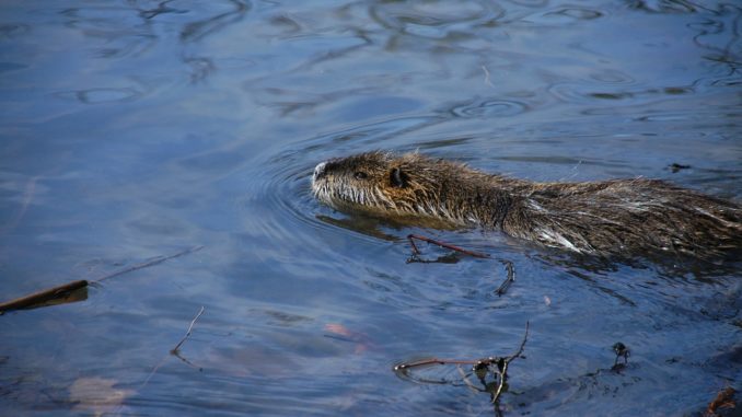 Biberratte