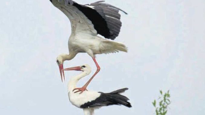 20170424 Jäger stellt Storchennest auf Ausschnitt_Seite_16_59042