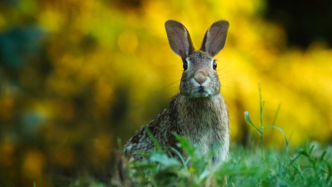 20180404_Hase