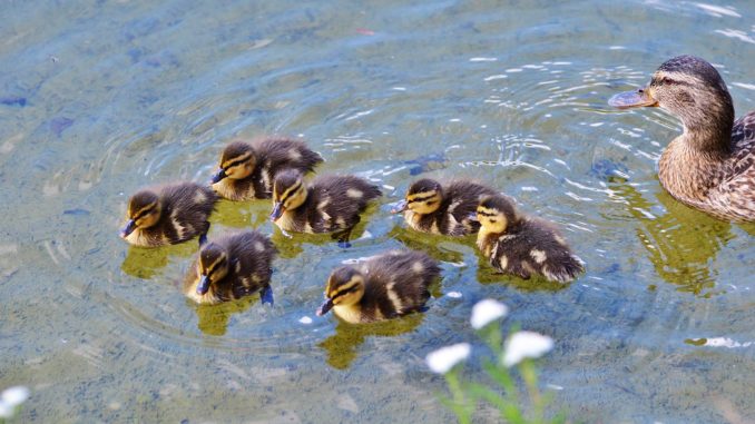 chicks-2416031_1280