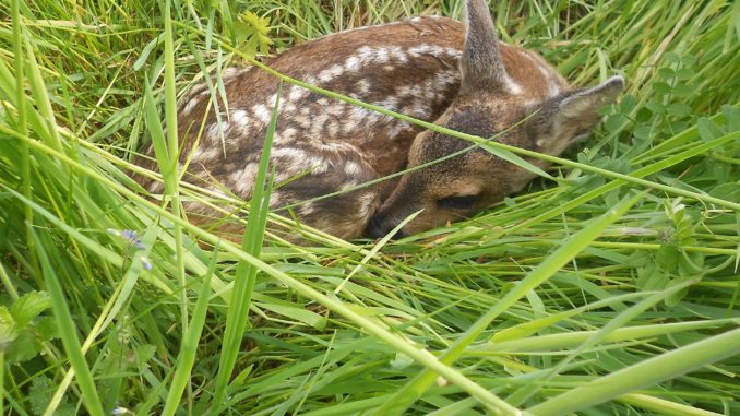fawn-2039186_1920 (1)