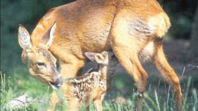 20170406 Rücksicht auf heimische Wildtiere
