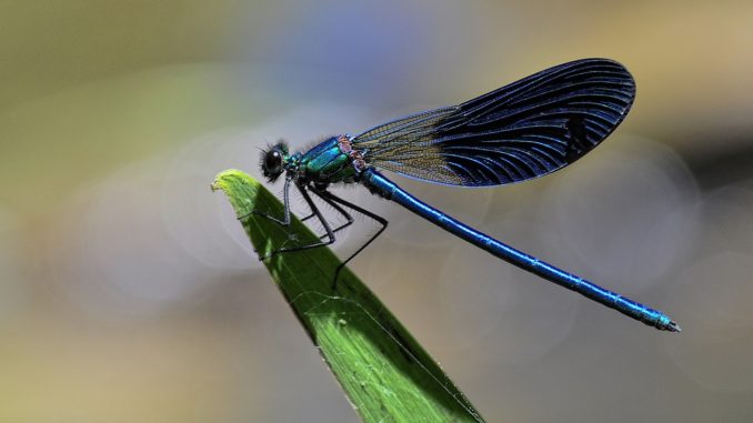 dragonfly-1967021_1280