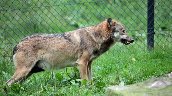 Wolf