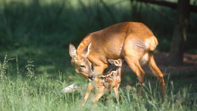 20180512_Ricke mit säugenden Kitz_Bildgröße ändern
