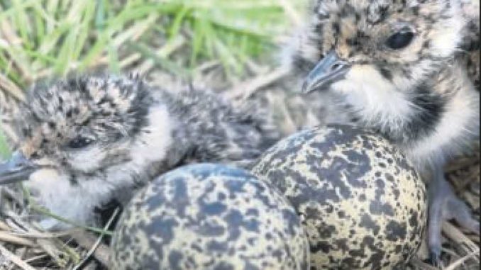 2018.08.30 Mehr Wiesenvögel im Blockland Ausschnitt_Seite_17_57470