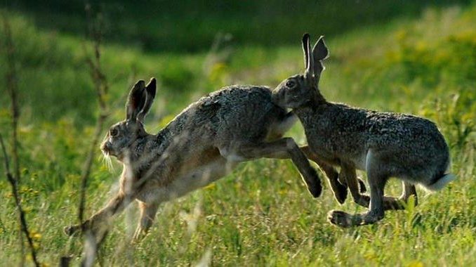 20190424_Hasenpest in Zelle, Quelle Attila Kovacs