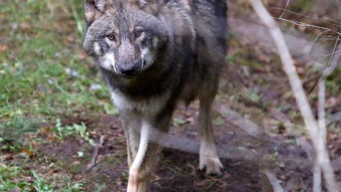 20200217_Wolfsrudel