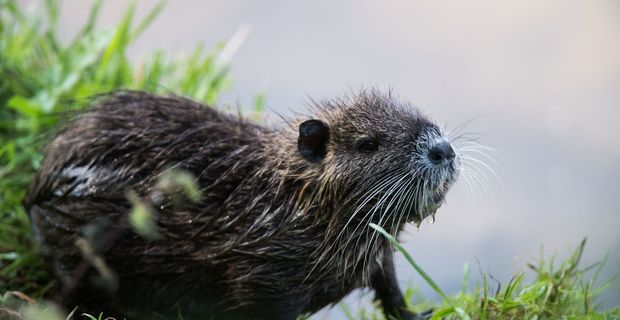 20200224_Nutria