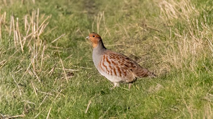 partridge-6986168_1920