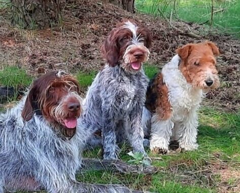 Beste Gespann (Cesky Fousek und Drahthaar Foxterrier) ( R. Wehe)