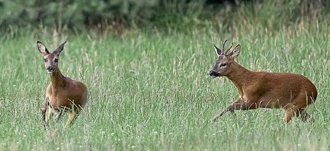 Rehe_im_Liebestaumel