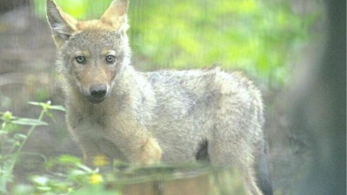 Wolfswelpe Aug25