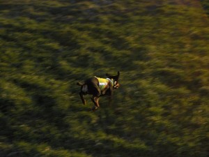 100-prozent-terrier doris